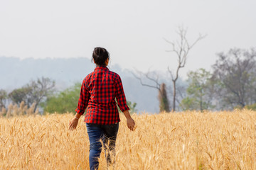 Naklejka na ściany i meble natural traveler during walking in the Wheat Barley field in the harvest season