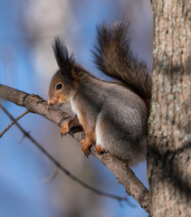Naklejka na ściany i meble Beautiful fluffy squirrel sitting on a tree branch