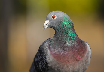 Close up of a pigeon / rock dove.  Taken in Cardiff, South Wales, UK