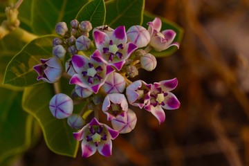 Calotropis