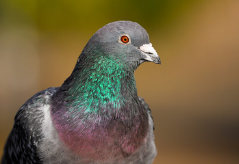 Close up of a pigeon / rock dove.  Taken in Cardiff, South Wales, UK