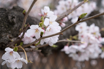 桜