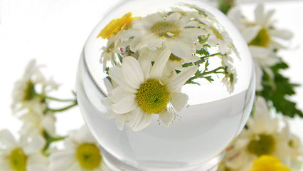 Fototapeta na wymiar daisy flower with lens ball reflection