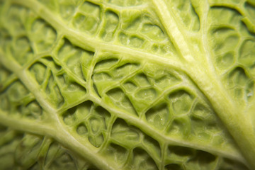 A macro view showing the outside of the leaf of a simple Savoy Cabbage.