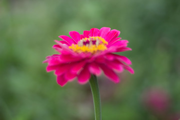 Obraz premium 一輪の赤い花