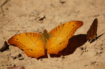 yellow butterfly on  the ground