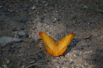 yellow butterfly on  the ground