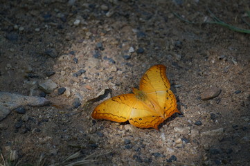 yellow butterfly on a stone