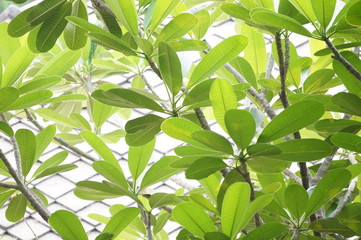green leaves background