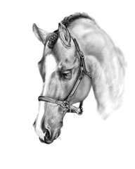 Fototapeta premium Cabeza de caballo 2