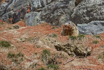 Alpine Marmot (Marmota marmota) carrying brown pine needles in its mouth.