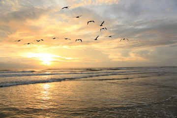 Fototapeta na wymiar Flock of Pelicans Fly Over the Coast of the Outer Bank as the Sun Rises