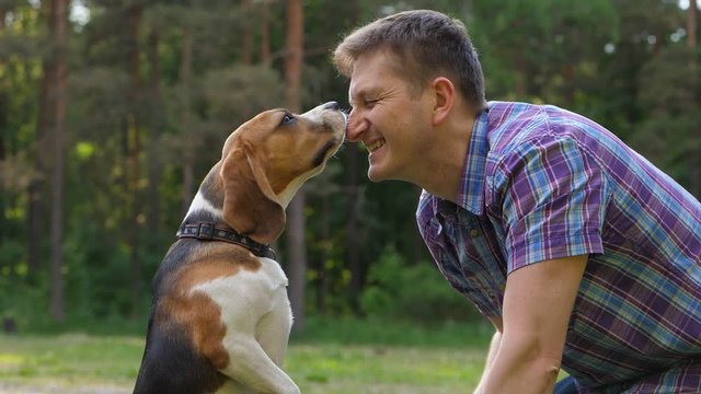 Lovely dog gently lick and touch cheerful owner man face, slow motion shot at nature outdoors, blurred green trees on background. Beagle sit on hind legs and express emotions to his friend