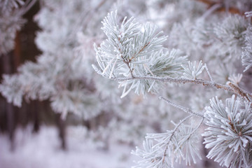 branches of tree covered with snow
