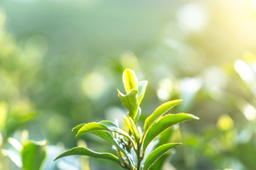 leaf of tea 