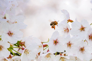 Biene bestäubt Kirschbaumblüten
