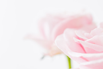 Fototapeta na wymiar Blurred delicate petals