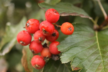 red berries on a bush