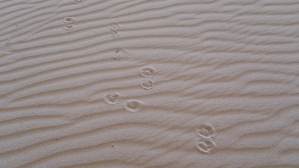 animal footprints in the sand in the desert