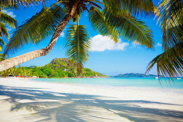 Fototapeta na wymiar Vacation summer holidays background wallpaper - sunny tropical exotic Caribbean paradise beach with white sand in Seychelles Praslin island Thailand style with palms and rocks