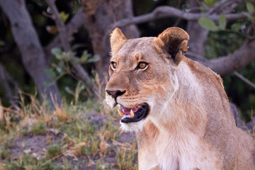 Portrait of a lioness
