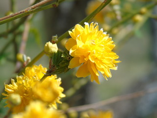 Liguria, Italy – 03/31/2019: Beautiful caption of the cherry tree and other different fruit plants with first amzing spring flowers in the village and an incredible blue sky in the background. 