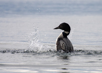Common Loon Standing on Water  © Daniel