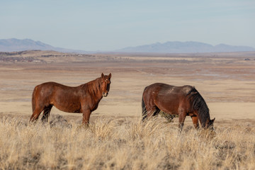 Wild Horses in Utah in Winter