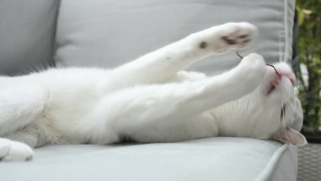 abby domestic shorthair cat grooming on the sofa looking at camera  4k video