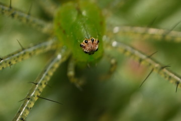 insecto