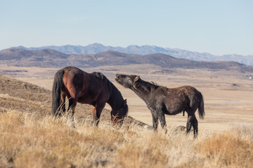 Wild Horses in Utah in Winter