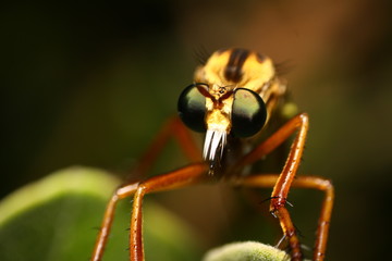 mosca