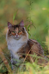 Naklejka na ściany i meble Norwegian forest cat lurking in high hay in summer time