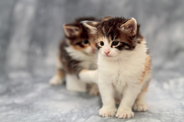 Sweet some weeks old norwegian forest cat kitten in studio. Her sibling on the background is playing with her tail 