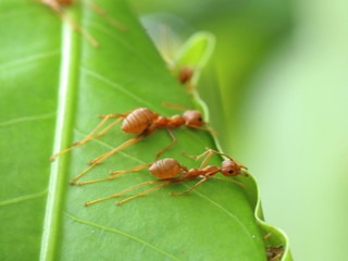 Red Ants are Building Nest. 