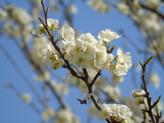 Liguria, Italy – 03/31/2019: Beautiful caption of the cherry tree and other different fruit plants with first amzing spring flowers in the village and an incredible blue sky in the background. 