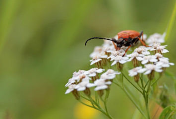 An orange beetle looking for food in white flowers of common yarrow