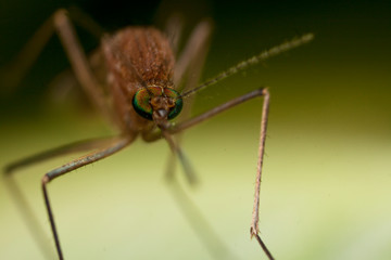 mosquito