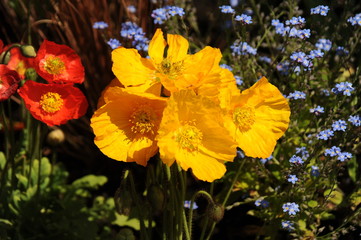 Obraz premium Prenzlau, Landesgartenschau, Ziermoon