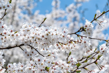 sakura in japan