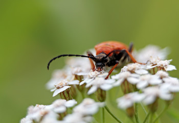 An orange beetle looking for food in white flowers of common yarrow