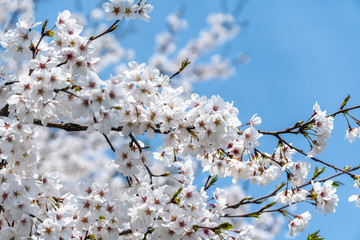 sakura in park
