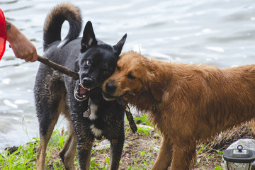 Naklejka premium Two dogs playing at the lake