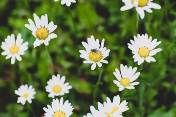 Fototapeta premium Wild daisies with flies growing in Duck Mountain Provincial Park
