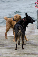 Two dogs playing at the lake