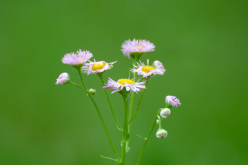 Obraz premium Aster daisies growing in Duck Mountain Provincial Park
