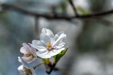 white flowers of cherry tree