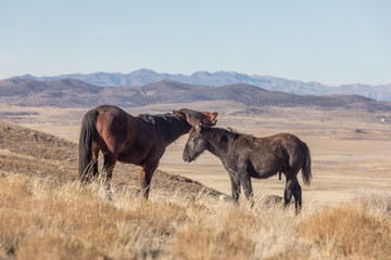 Wild Horses in Utah in Winter