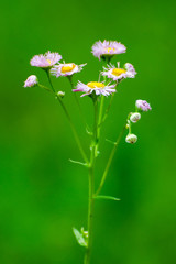 Aster daisies growing in Duck Mountain Provincial Park