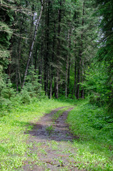 Lush green landscape in Duck Mountaiin Provincial Park